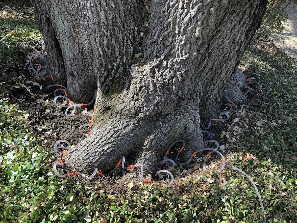 Detailed Tree Cabling and Bracing job site in Forrest City