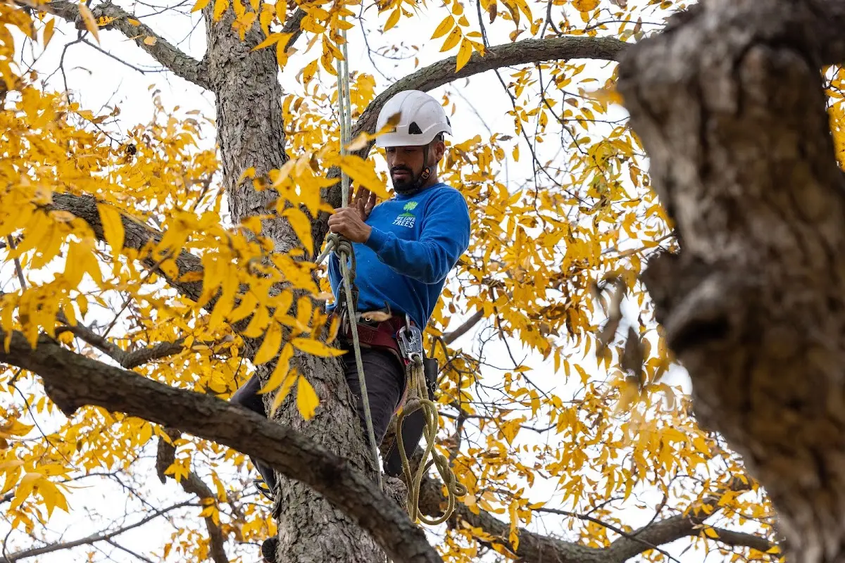 Skilled Storm Damage Cleanup crew working in Forrest City